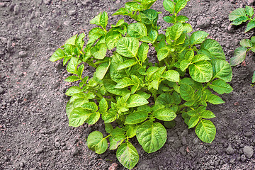 Image showing Bush young green potatoes in the garden.