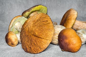 Image showing Some large edible mushrooms.