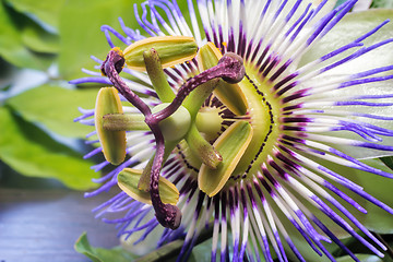 Image showing The core of the Passiflora flower ( close up)