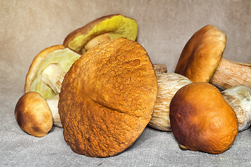 Image showing Some large edible mushrooms.