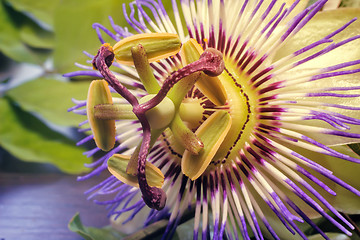 Image showing The core of the Passiflora flower ( close up)