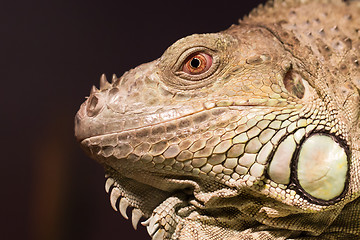 Image showing Close-up of a green iguana resting