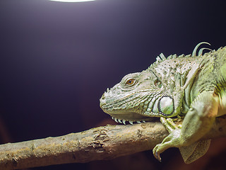 Image showing Close-up of a green iguana resting