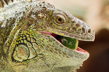 Image showing Close-up of a green iguana resting