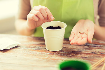 Image showing close up of woman sowing seeds to soil in pot