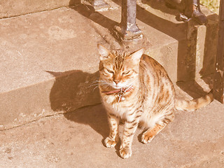 Image showing Retro looking Cat