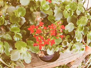 Image showing Retro looking Red kalanchoe flower