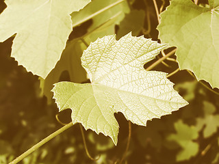 Image showing Retro looking Vine picture