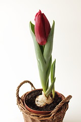 Image showing Tulip in pot.