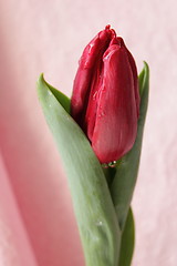 Image showing Fresh tulip