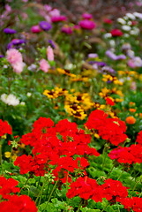 Image showing Blooming garden