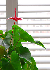 Image showing House plant