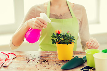 Image showing close up of woman hands spraying roses in pot