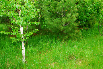 Image showing Spring forest