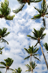 Image showing Palm trees