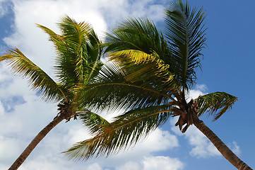 Image showing Palm trees