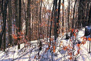 Image showing Winter forest