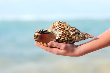 Image showing Seashell in hand