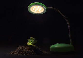 Image showing Young sprout and table lamp on a black background