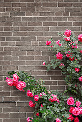 Image showing Roses on brick wall