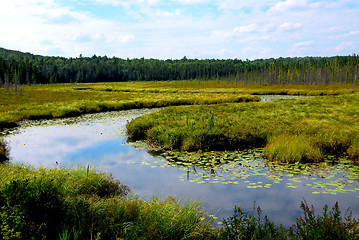 Image showing Wetlands