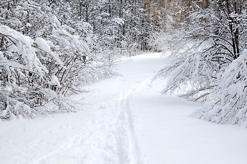 Image showing Path in winter forest