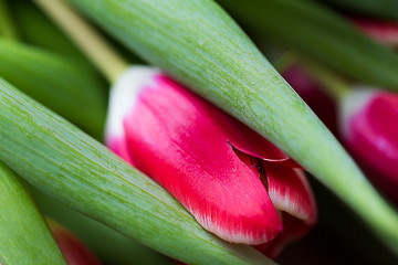 Image showing close up of tulip flowers