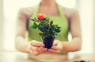 Image showing close up of woman hands holding roses bush in pot