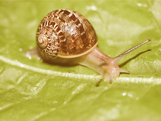 Image showing Retro looking Snail slug
