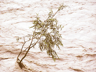 Image showing Retro looking Lonely tree resisting flood