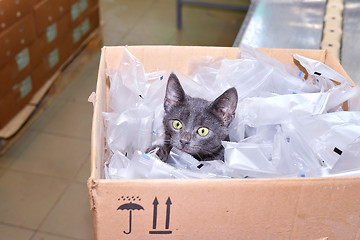 Image showing Black cat sitting in a cardboard box including packing bags fact