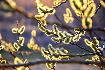 Image showing Natural background with blurred branch blossoming willow spring