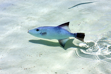 Image showing little fish   isla contoy         in mexico 