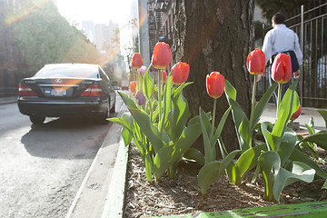 Image showing Red tulips in Midtown Manhattan