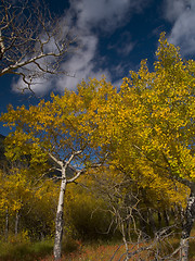 Image showing Autumn Passing