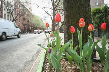 Image showing Red tulips in Manhattan