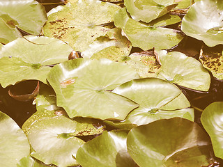 Image showing Retro looking Water lily Nimphaea