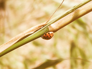 Image showing Retro looking Lady Beetle