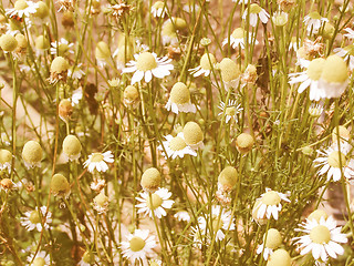 Image showing Retro looking Chamomile