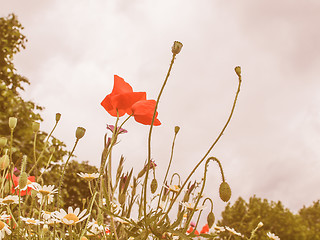 Image showing Retro looking Papaver flower