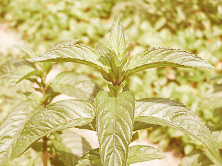 Image showing Retro looking Peppermint