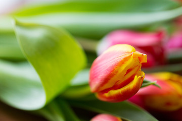 Image showing close up of tulip flowers