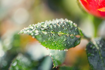 Image showing close up of rose flower