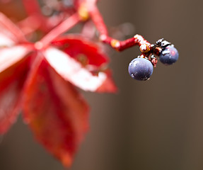 Image showing Wild berry with the leaf.
