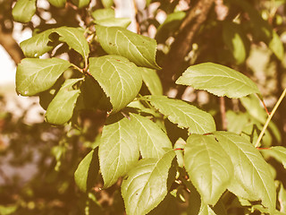 Image showing Retro looking Prune tree leaf