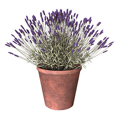 Image showing Lavender Pot on White