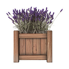 Image showing Lavender Planter on White