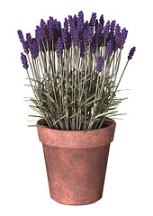 Image showing Lavender Pot on White