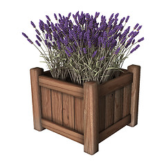 Image showing Lavender Planter on White