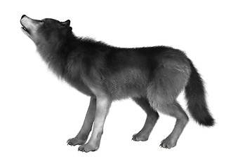 Image showing Wild Wolf on White